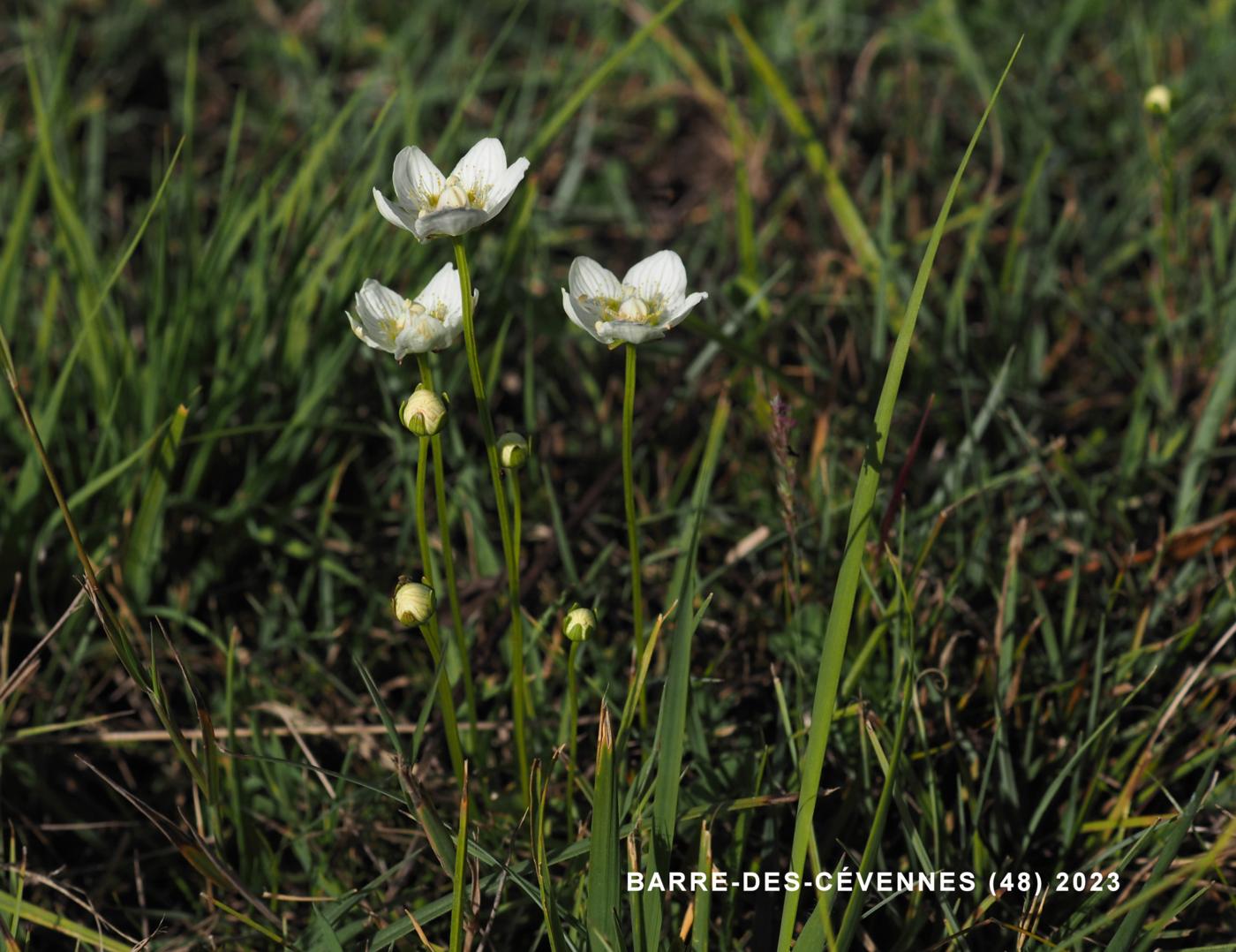 Grass of Parnassus plant